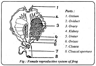 1664_female reproductive system of frog.png
